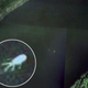 Illustration for article titled Loch Ness Monster Spotted On Google Maps